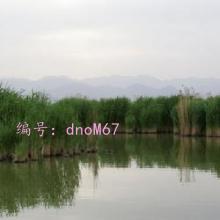 ת