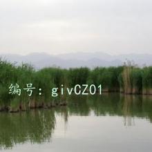 û