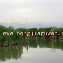 Ը