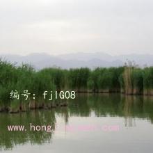 û